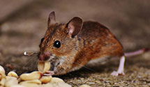 24 Hour & Emergency Exterminators in Tustin, CA